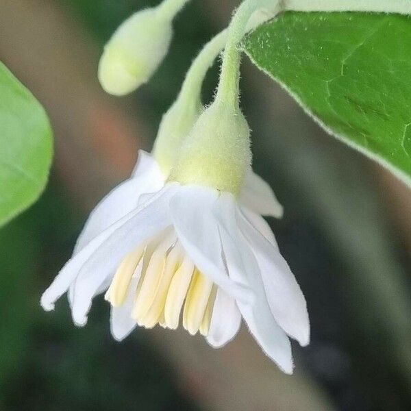 Styrax officinalis ᱵᱟᱦᱟ