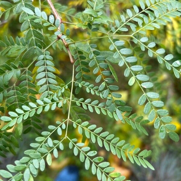 Gleditsia aquatica Folla