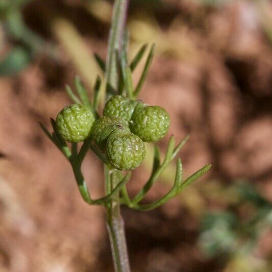 Bifora testiculata Fruit