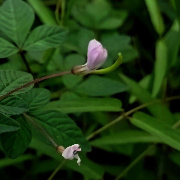 Cleome rutidosperma Blomst