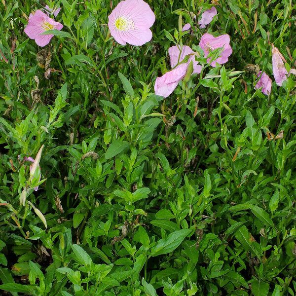 Oenothera speciosa आदत