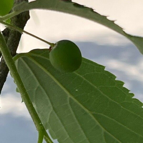 Celtis australis Fruit