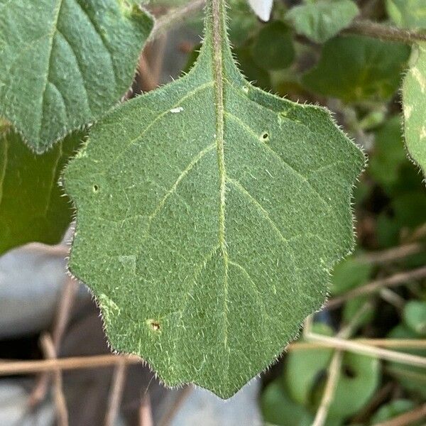 Solanum villosum Leaf