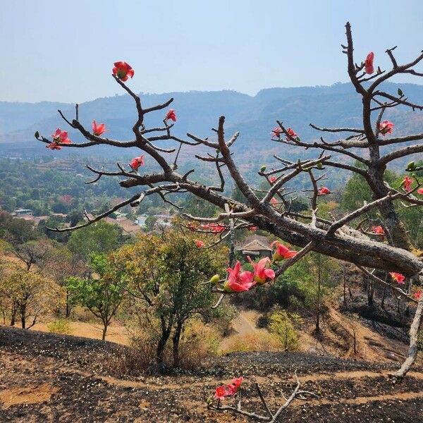 Bombax ceiba 花