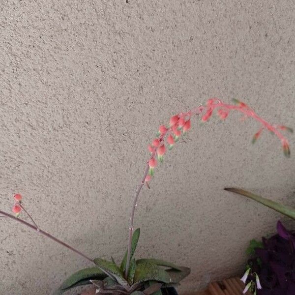 Gasteria disticha 花