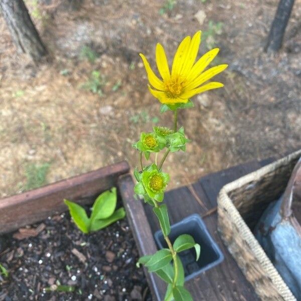 Silphium asteriscus Flower