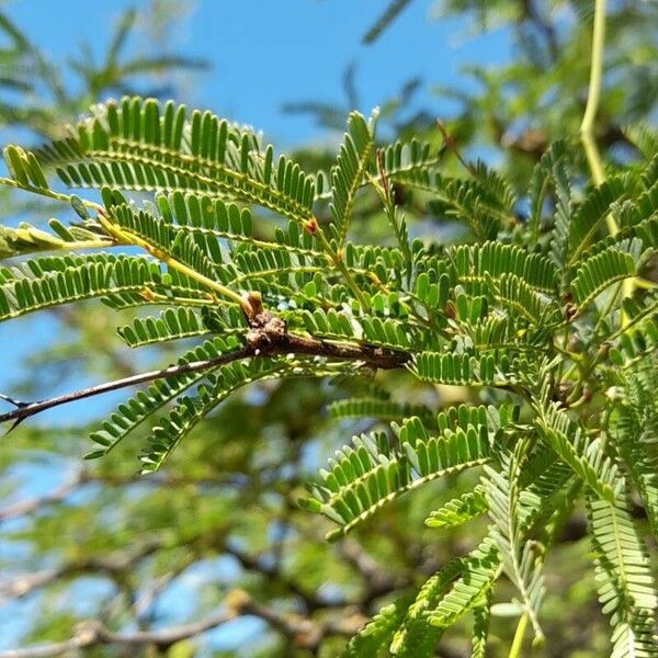 Prosopis caldenia 葉