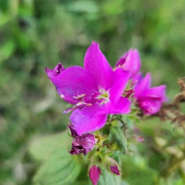 Rhynchanthera grandiflora Flower