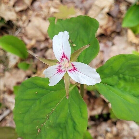 Trillium undulatum Leaf