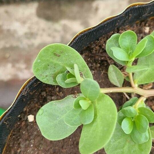 Portulaca umbraticola Leaf