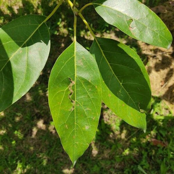 Diospyros virginiana Folio