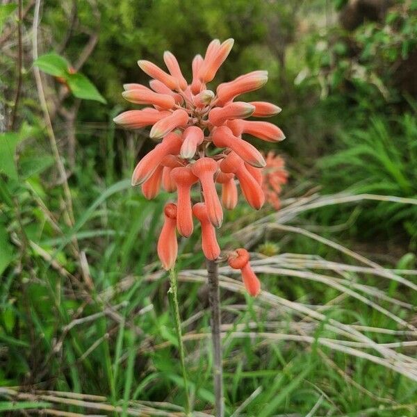 Aloe amudatensis Kwiat