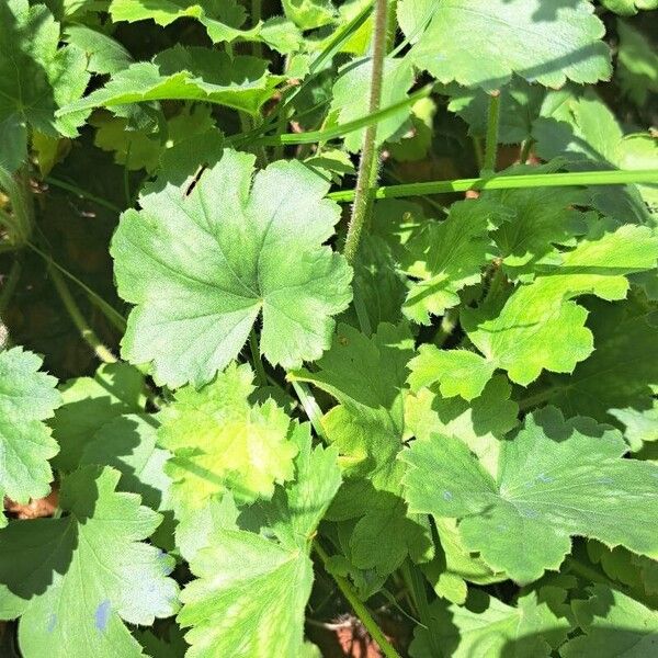 Heuchera sanguinea Levél