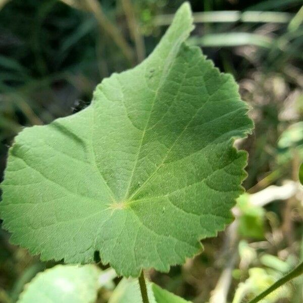 Abutilon grandifolium Blatt