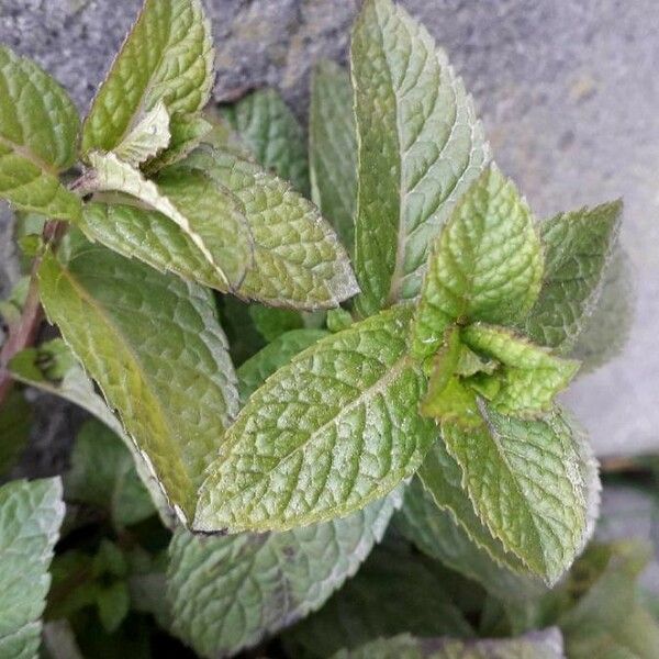 Mentha spicata Лист