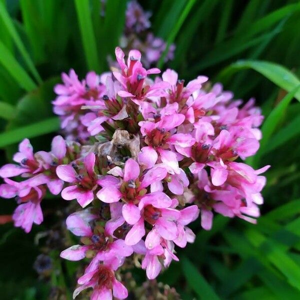 Bergenia crassifolia फूल