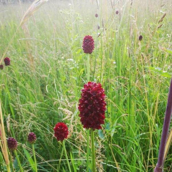 Sanguisorba officinalis फूल