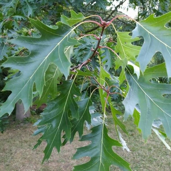 Quercus rubra ഇല