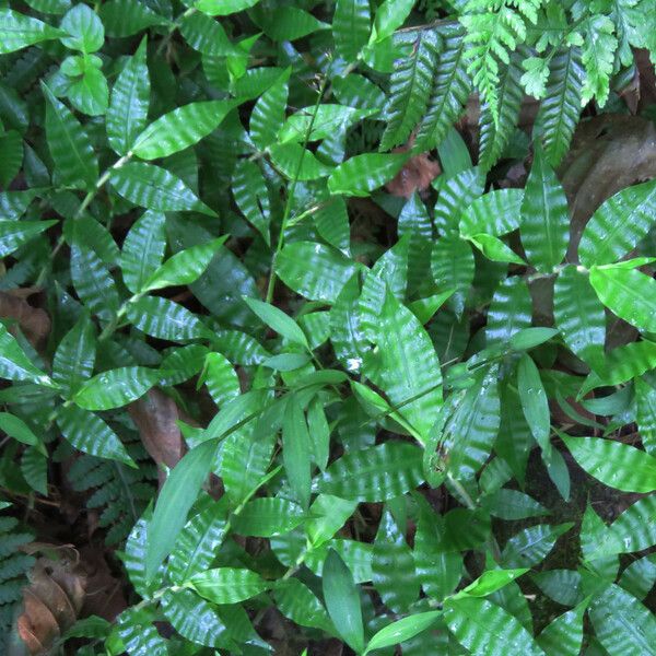 Oplismenus compositus Leaf