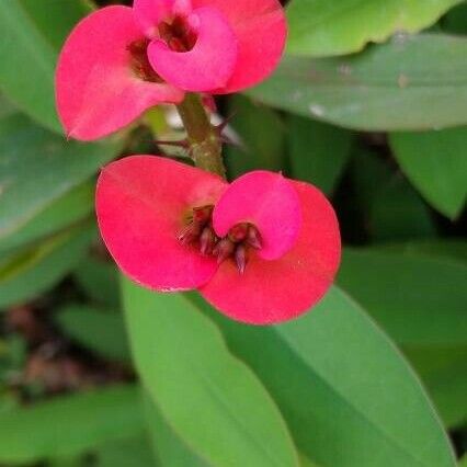 Euphorbia milii Bloem