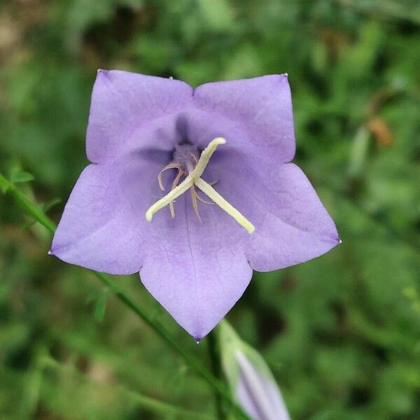 Campanula persicifolia Flower