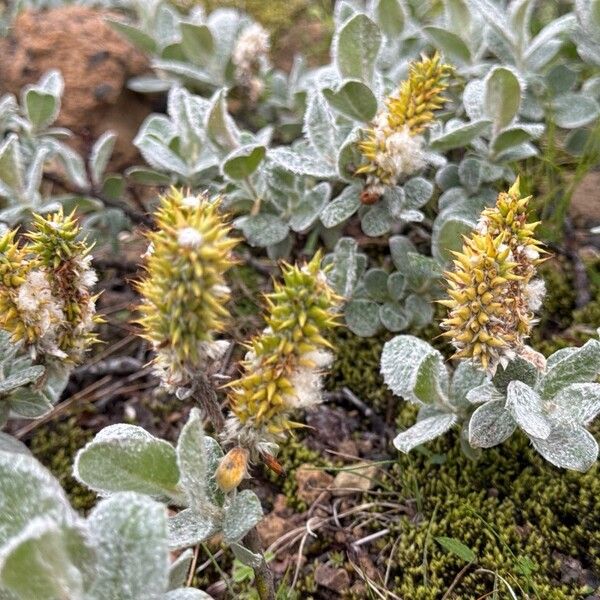 Salix lanata Цвят