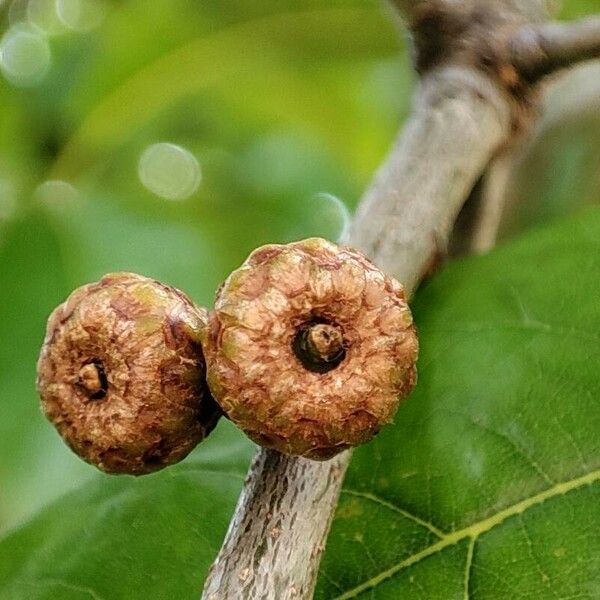 Quercus imbricaria Fruit