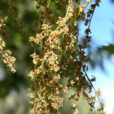 Quercus coccinea Blomst