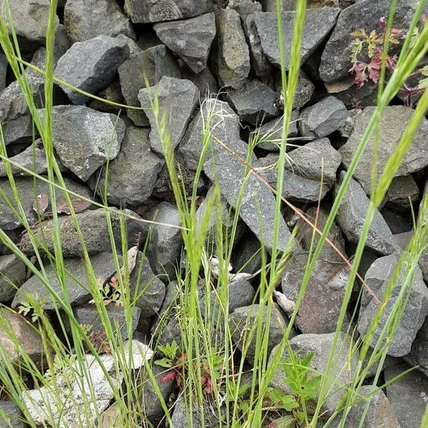 Festuca myuros Leaf