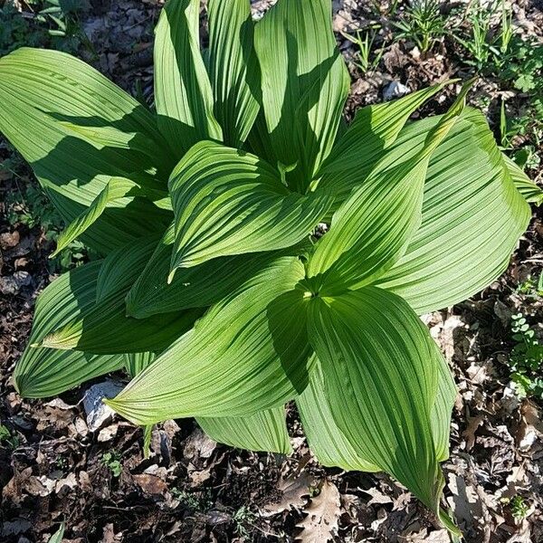 Veratrum viride Лист