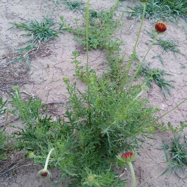 Gaillardia pinnatifida Blad