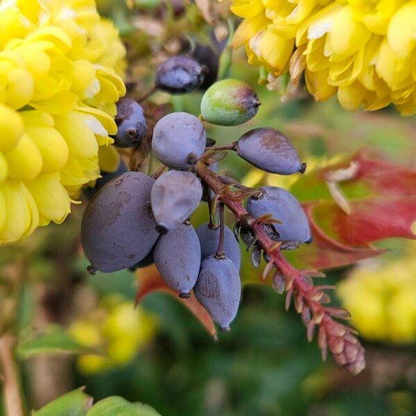 Berberis bealei Fruit