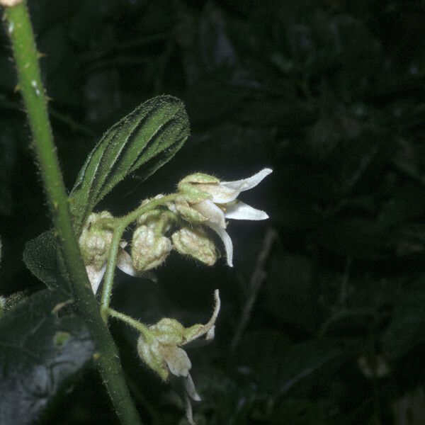 Solanum leucopogon Кветка