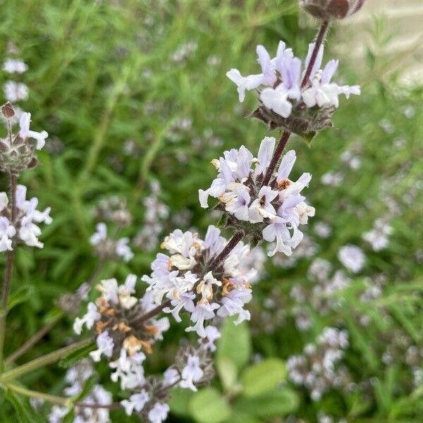 Salvia mellifera 花