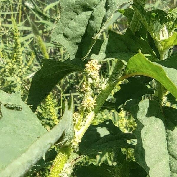 Atriplex rosea Floro