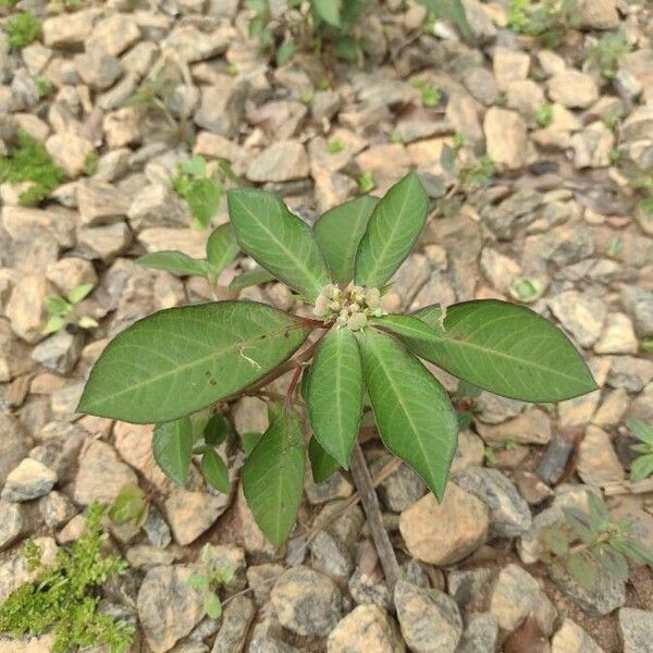 Euphorbia heterophylla Deilen