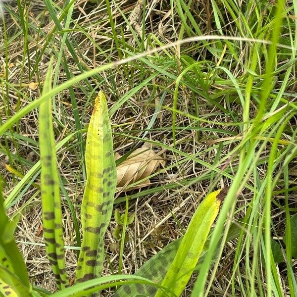 Dactylorhiza fuchsii 葉