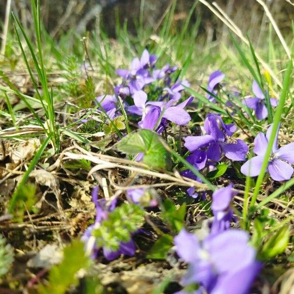 Viola hirta Blodyn