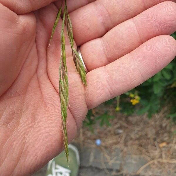 Bromus secalinus Кветка