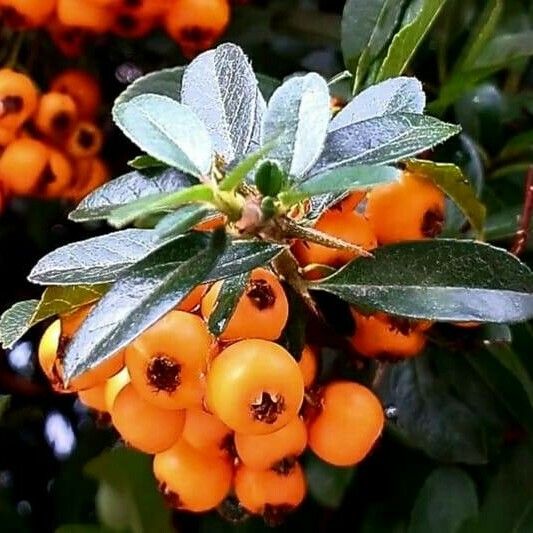 Pyracantha crenulata Fruit