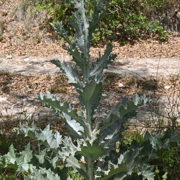 Onopordum illyricum Blad