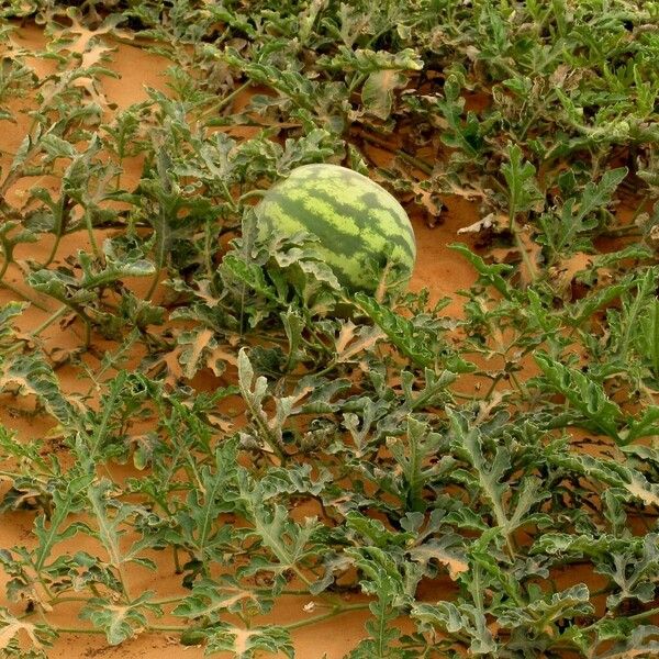 Citrullus lanatus Fruit