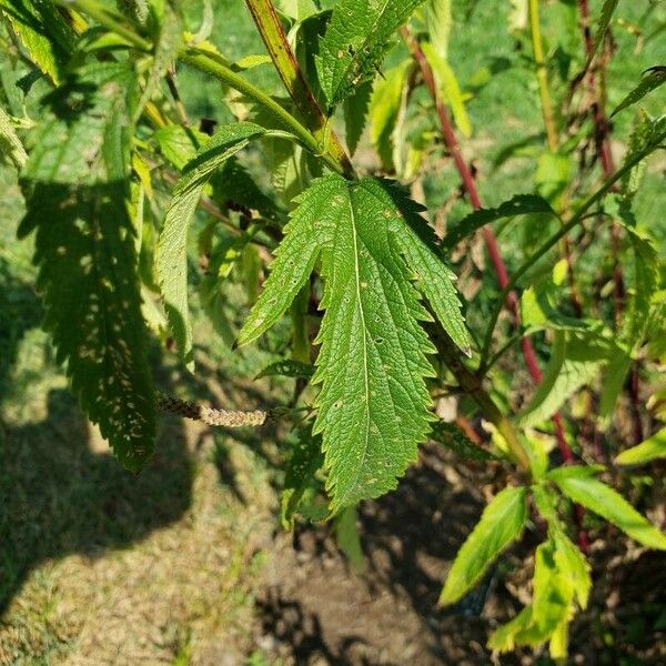 Verbena hastata Leaf