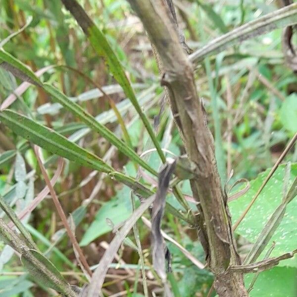 Baccharis articulata Kůra