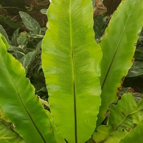 Asplenium nidus Foglia