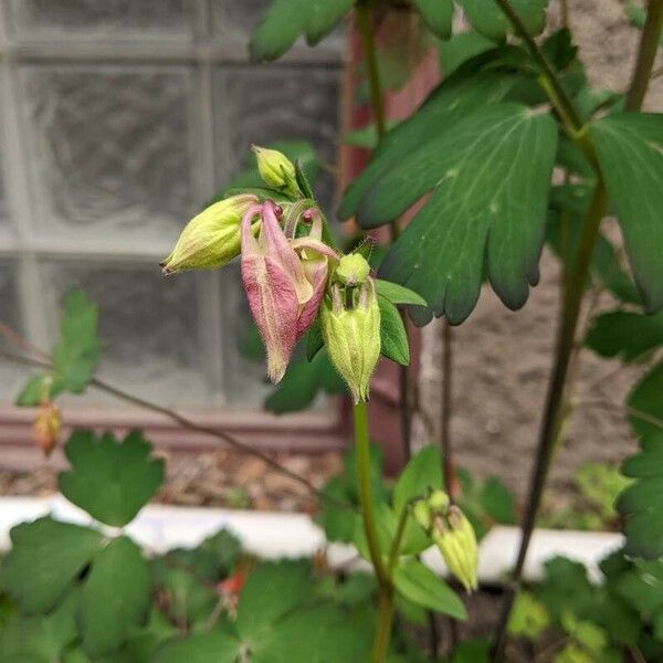 Aquilegia vulgaris Leht