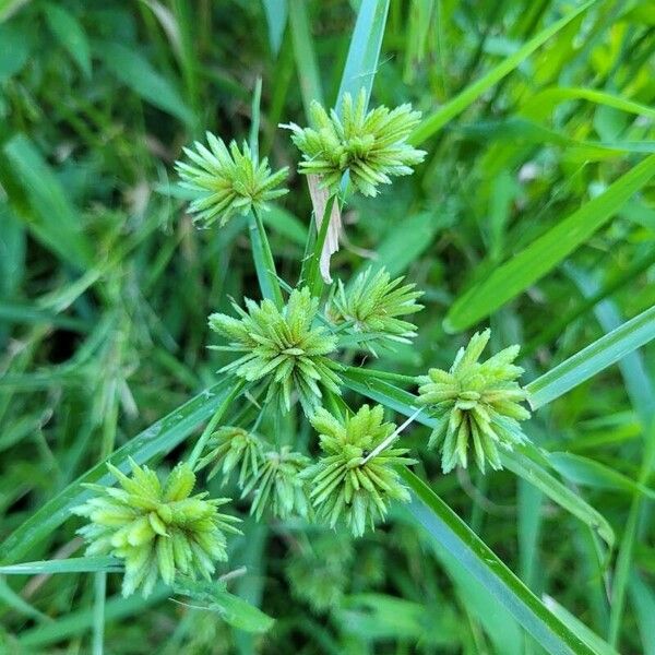 Cyperus eragrostis Fleur