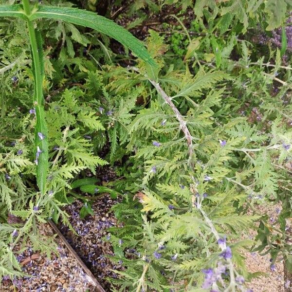 Perovskia atriplicifolia Liść