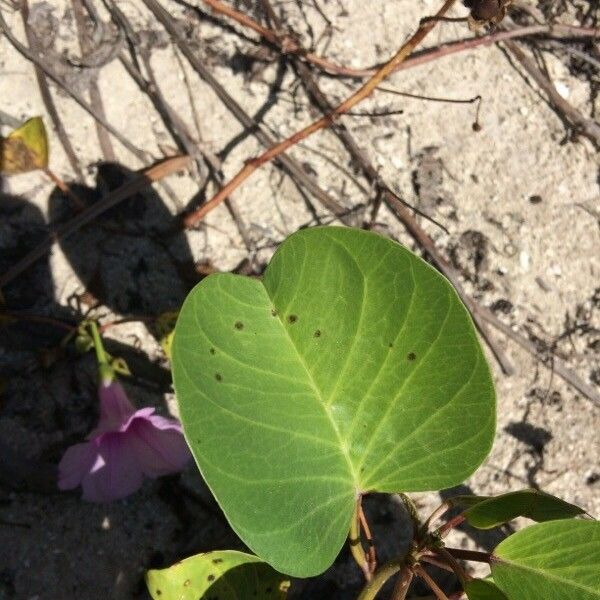 Ipomoea pes-caprae पत्ता