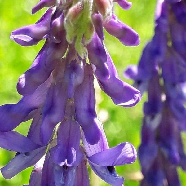 Vicia villosa Flower